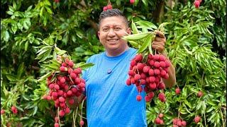 Cosechando LICHIS en la SIERRA de GUERRERO ¡Una fruta exótica exquisita