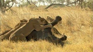 Lion Vs. Elephant