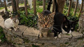 CAT ISLAND + A CAN OF CAT FOOD INFINITE AMOUNT OF CATS