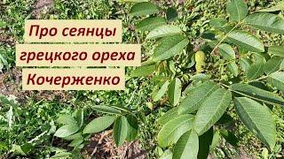 Сеянцы ореха Кочерженко