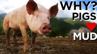Why Do Pigs Like Mud