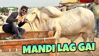 FINALLY COW MANDI LAG GAI  BAKRA EID VLOG  MISHKAT KHAN  THE FUN FIN