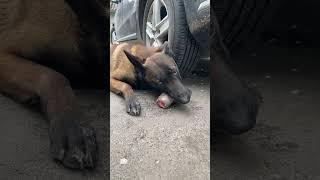 Malinois Linda eats beef tail. Delicious and healthy food for dogs 