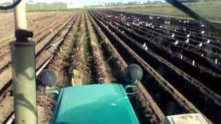 Weeding Peonies Mechanically - Peony Nursery PeonyShop.com