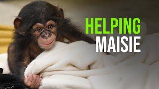 Share the Care of a Baby Chimpanzee