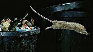 Как устроено крысиное общество ?