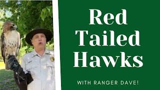 All About Red Tailed Hawks