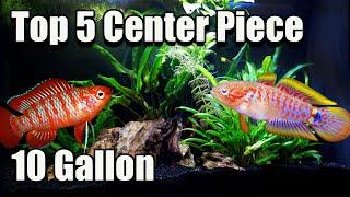 Top 5 Center Piece Fish for Your 10 Gallon Fish Tank