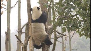 First Malaysian-born Giant Panda Nuan Nuan Makes Debut at China Reserve