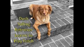 Nova Scotia Duck Toller Learns Fetch - Retriever Puppy Playing Fetch - Physical Exercise for Dogs