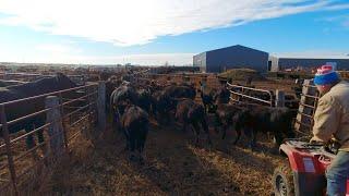 South Dakota ranchers weaning calves