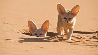 Worlds Smallest Wild Dog  Dogs in the Wild Meet The Family  BBC Earth