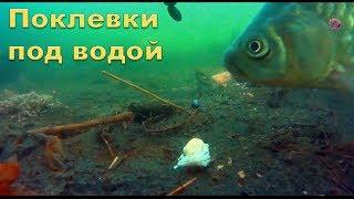 Подводные съемки поклевок на озёрах Карасун и в Адыгее-карьер Рыбалка. Поплавочная удочка. fishing.