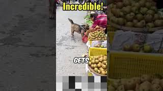 Watch as Loyal Dog Embarks on a Shopping Spree for Its Owner #stories #dog #fypシ