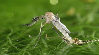 Male Culex pipiens mosquito hatching - UHD 4K