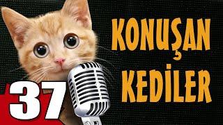 Konuşan Kediler 37 - En Komik Kedi Videoları