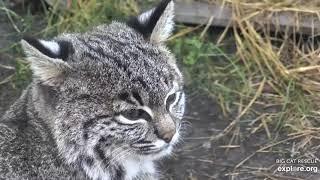 Ill be ok after a cup of coffee. Until then dont talk to me. Summer rehab bobcat at BigCatRescue.