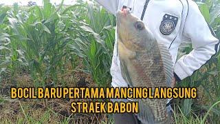 Akhir nya Straek Juga ikan Nila Babon Mantapp 