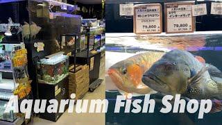 Pet Shop in Japan  Fish Store Saltwater Aquarium Expenses  Life in Japan