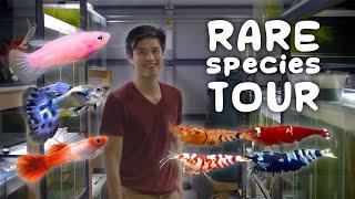 The Ultimate Shrimp and Guppy Breeder  In Depth Tour