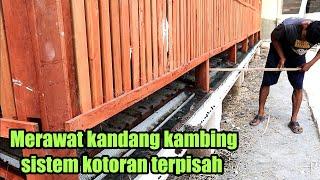 Merawat kandang kambing sistem kotoran terpisah