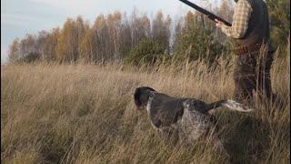 Polowanie z wyżłem na dzikie bażanty - kryminalna zagadka Pheasant hunting in Poland2020 GoHunters