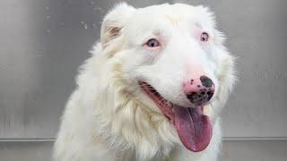 Dog breeder does the UNTHINKABLE   Incredibly smart Australian Shepherd