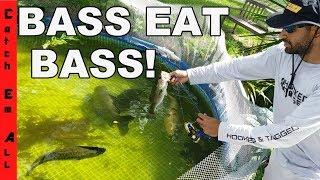 BASS EAT BASS in my Pool Aquarium FISHING CHANGES in SEWER