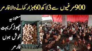 900 Desi Hen Farming in Pakistan  Golden Misri Hen Business in Pakistan  Small Desi Hen Farming