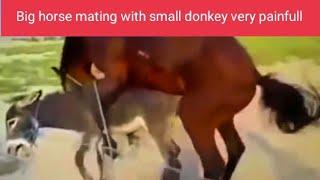 Big Horse Mating with Small Donkey very Painfull  horse mating with donkey  horse mating.