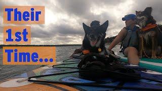 SUPboarding Paddeboarding with dogs