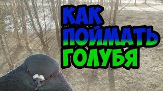 Как поймать голубя? Поймал