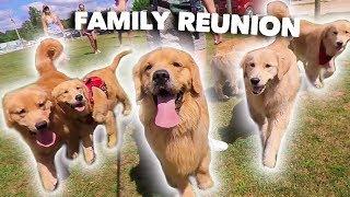 My Dog Has a Family Reunion Party