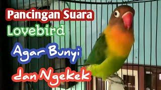 Suara Burung Lovebird Memanggil Kawan  Pancingan Lakbet Bunyi dan NGEKEK