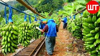 How Millions of Banana Harvested & Processed  Banana Chips Factory