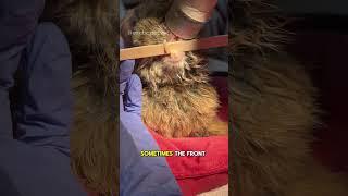 Dental Disease in Rabbits How to Trim a Rabbit’s Overgrown Teeth