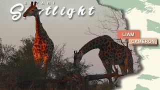 The tranquility and beauty of giraffe - Safari Spotlight #36