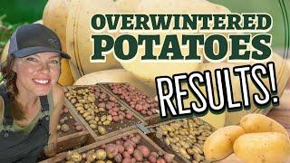 Growing Potatoes over the Winter The Results