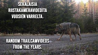 Riistakameravideoita vuosien varrelta. TRAILCAMERA VIDEOS FROM THE YEARS.