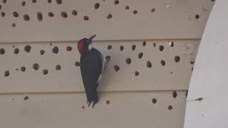 Woodpecker Working On House Santa Rosa California - C0141