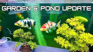 What Happened To My New Koi Pond & Garden?