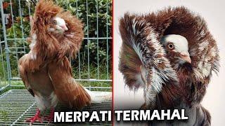 Sangat Cantik Dan unik Dijamin kalian Gak Pernah Lihat Burung Merpati ini