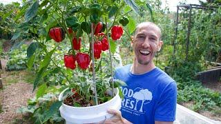 How to Grow Peppers in Containers Complete Growing Guide