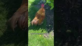 Big Fluffy Rooster Does Not Like to Cuddle