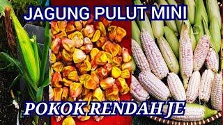 JAGUNG PULUT MINIsweet and sticky corn thats Only the size of a finger #jagung  #jagungpulut
