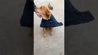 It’s getting cold so I used old clothes to make a warm outfit for the dog to wear.