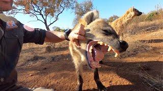 Meet The Characters Geena’s Spotted Hyena Clan  The Lion Whisperer