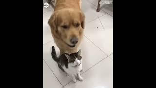 Кот и собака - лучшие друзья #2