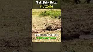The Lightning Strikes of Crocodiles