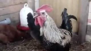 Funny Chicken Scream Heavy Metal